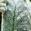Astrophytum myriostigma  'columnare' cv.minima (Huboki) 04